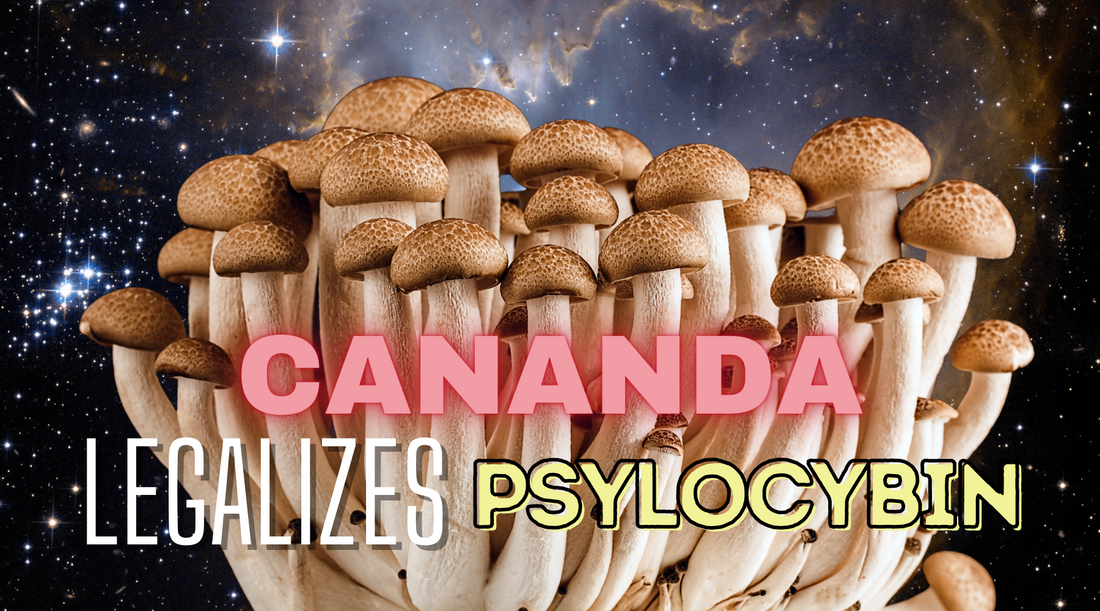 Canada Legalizes psilocybin mushrooms